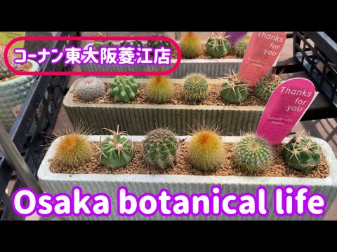 🍃Osaka botanical life🍃コーナン東大阪菱江店に行ってきました💕