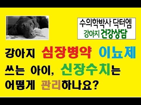 심장약 사용하는 강아지 신부전 관리는 어떻게 해야 할까요?