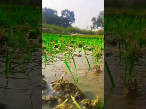 Farming Video 🌱 WhatsApp Video #shorts #youtubeshorts #farming #farminglife