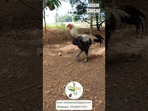 Top Young Aseel Rooster || Impressive Aseel Breed || #assel #rooster #henchicken