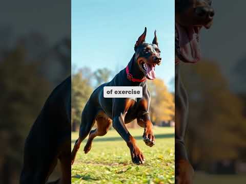 DOBERMAN