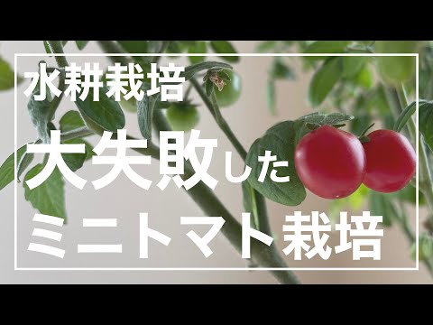 【水耕栽培】大失敗したミニトマト栽培