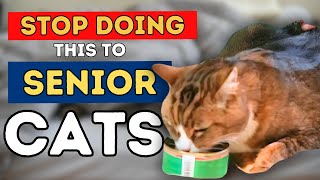 Dr Jones' Top 7 Tips to a Healthy and Long Lived Senior Cat