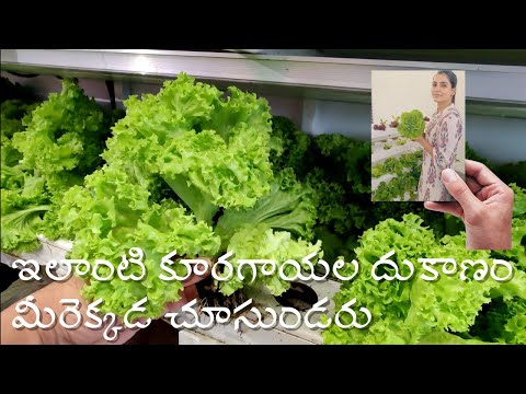 India's first of it's kind vegetable shop || Urban Kisaan - Unique Experience || Hydroponics Farming