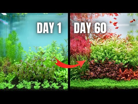 MY MOST COLOURFUL AQUARIUM! Step by Step ''Dutch Style'' Nano