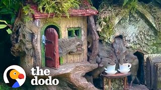 Granddad Builds An Entire Village For Mice In His Garden | The Dodo