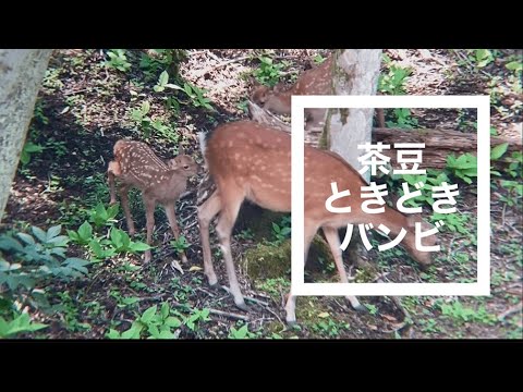 猫が畑にやってきたバンビを発見,猫の縄張りを主張するも日本鹿の群れが通り過ぎる,畑猫,畑仕事をする猫,仕事猫,Working cat,森猫,山中湖村,地方移住,@bokuchamame no76