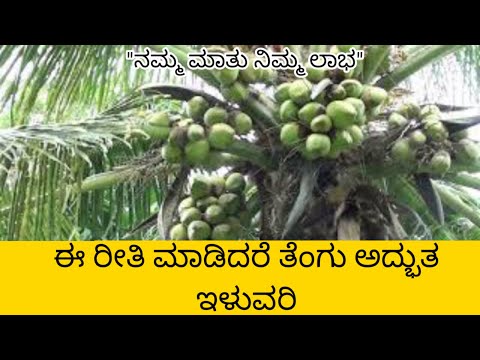 ರೋಗಮುಕ್ತ ತೆಂಗಿಗೆ ಕೋಳಿ ಗೊಬ್ಬರ ಸೂಕ್ತ.