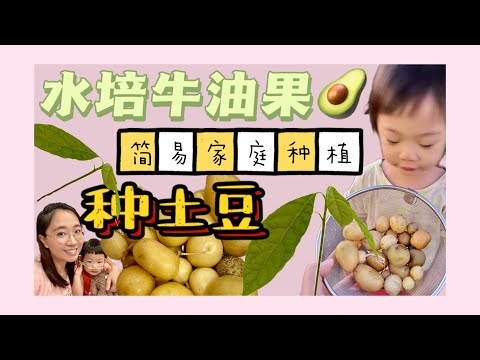 【🌱Plant with me】种植牛油果🥑吃完的果核不要扔？！｜怎样种土豆才能收获满满？🥔｜阳台种植蔬菜 | 无需买种子的超省钱种植方法🚫因版权问题被下架の影片 卷土重来