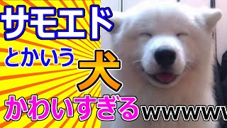 【2ch動物スレ】サモエドとかいう犬、かわいすぎる