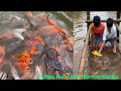 Fish Farm Kerala / Pottas Fun Farm Munnar Kerala