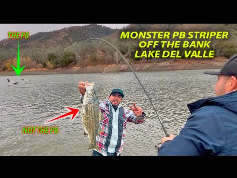 Winter Fishing Brings MONSTER PB Striper At Lake Del Valle! #fishing #new #pb #fish #fun #trout #yt