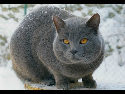 Animal Planet  :  Cats 101 ~ Chartreux