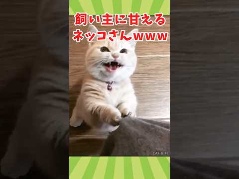 ネッコの動画見て癒されたら寝ろwww　#2ch動物スレ #動物 #猫 #shorts #2ch