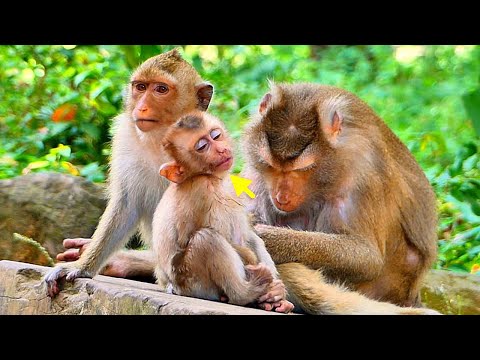 Newly Abandoned Baby Monkeys Living without Mum, Waiting Rescue from NGO Due to Poor Health.