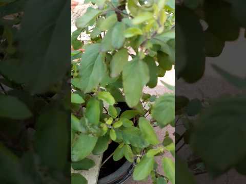 Meri Dono Tulsi Dekhiye  #karigardidi  #shorts  #minivlog #viralshort  #subscribers #tulsi