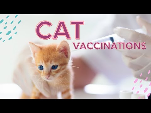 Things You Should Know About Cat Vaccinations