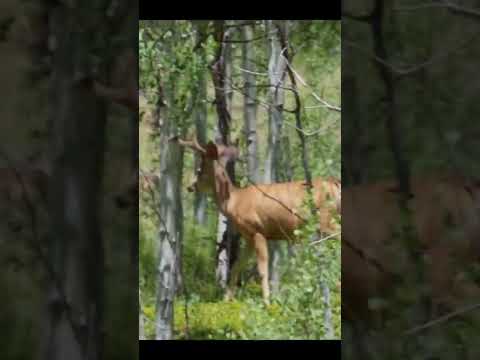 Deer Off The Trail When Overlanding