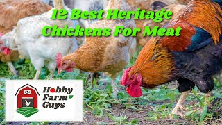 12 Best Heritage Breed Chickens For Meat