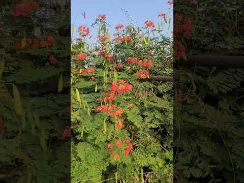 Peacock Flower plant and seeds