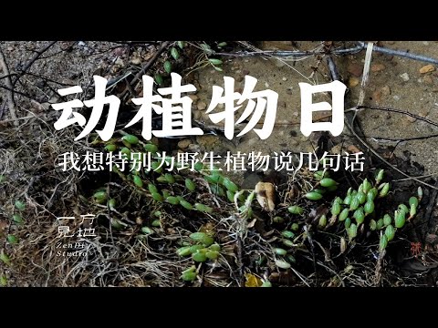 我想特别为野生植物说几句话#神奇动植物   #世界野生动植物日