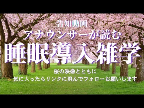 【睡眠導入用】【雑学】(解説付き)桜の映像　新チャンネルの告知動画