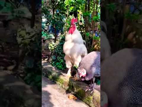 #leghorn #domestic guineofowl#chicken #petlover #pet #animals ##youtubeshorts #shortvideo #trending