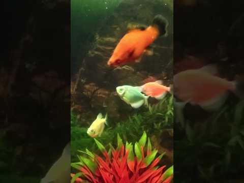 Beautiful fish Aquarium. #fish #aquarium #youtubeshorts #shortvideo