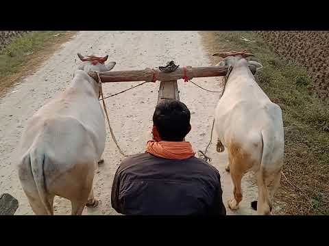 OXEN AS MEANS OF TRANSPORTATION IN INDIA.