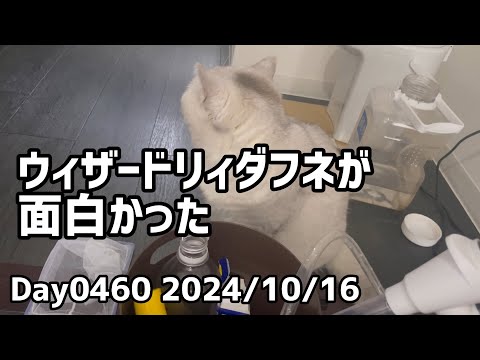 Day0460_ウィザードリィダフネが面白い。初日は通信エラーが酷すぎて他の面も悪く見えていたらしい【2024年10月16日】