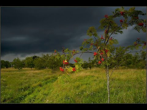 Тонкая рябина - русская народная песня