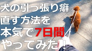 犬の引っ張り癖を直したい！1週間本気で試した結果こうなりました！