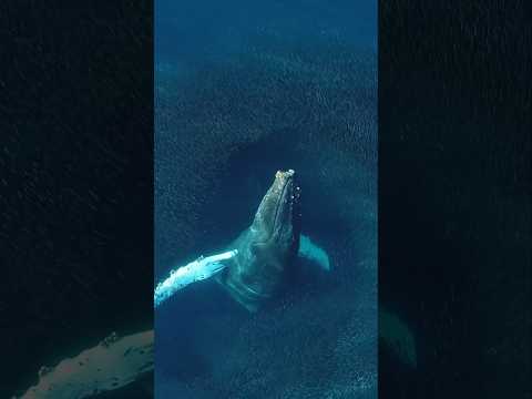 A Humpback Whale rises through a bait-ball of fish! #epic #wildlife