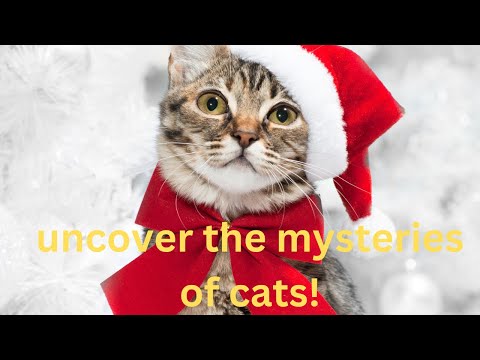 😺😺Why Do Cats Act So Mysterious? Find Out in This Fun Kids Video!🐈