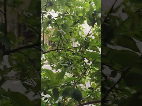 Guvva tree🌳#shorts #guvva #mygarden #garden #gardeningvideos #trending 🔥🔥