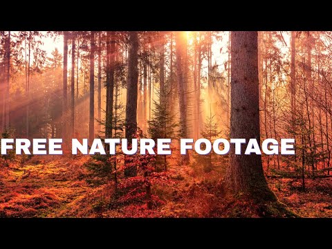 No Copyright Nature Video ||  Autumn Forest Walking  || Free Stock Footage ||AVH