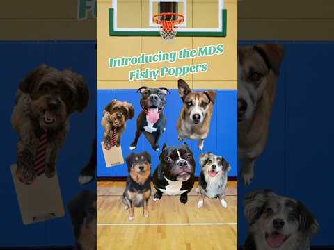 Bark Madness starting line up! #marchmadness #finalfour #final4 #ncaa #dog