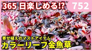 【寄せ植えのマストアイテム‼】カラーリーフ金魚草の世界 ｂｙ園芸チャンネル 752 園芸 ガーデニング 初心者