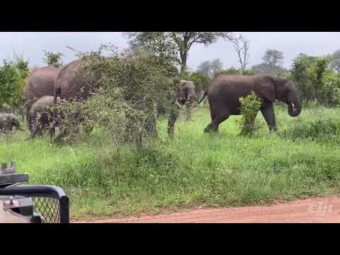 Longer version Elephant sighting on safari Sabi Sabi Kruger South Africa