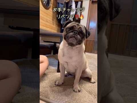 お手チャレンジリベンジ🙋🏻‍♂️‼️奇跡は突然に…😮✨#パグ#pug#パグの芸