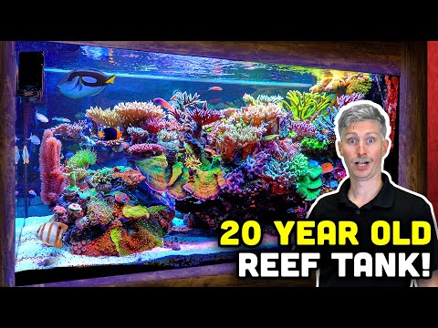 20 YEAR OLD Reef Tank! Keys to a Mature and HEALTHY Reef Tank!