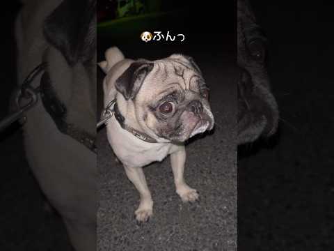 ドンとカニ🦀の攻防戦、勝者はどっちだ‼️ #パグ #pug #パグのいる家