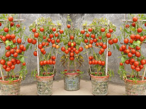 How To Grow Tomatoes WITHOUT Watering & Get TONS of Fruit