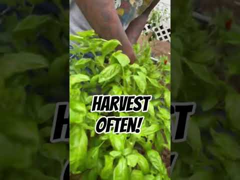 How to get bushy basil plants