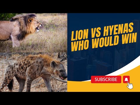 Lion vs Hyena: CAN A LION BEAT A HYENA