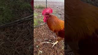 Crow, Grumble, Squawk #cutefarmanimals #funnyanimal #petchickens #rooster #crow #viralshort