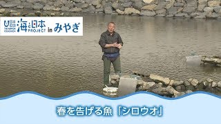 東北の浜辺に春を告げる魚「シロウオ」 日本財団 海と日本PROJECT in みやぎ 2018 #02