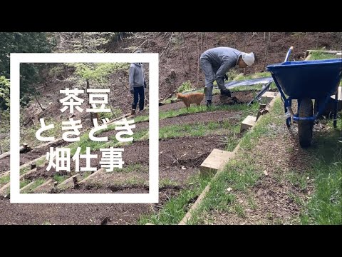 No.0040-2022/4/30茶豆ときどき畑仕事-働く猫-山中湖自給自足生活訓練。山中湖はまだ、朝晩冷えますが、農鳥も現れたので、マルチの準備/Cat video/Working cat@bokuchamame