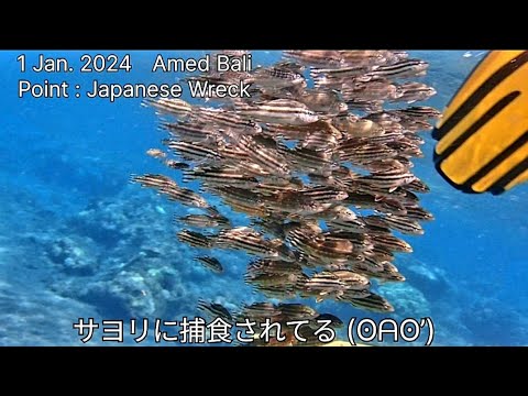 [ヒメコトヒキ] に絡まれるア・タ・シ⁇ サヨリに狙われる⁇ Japanese halfbeak atacked Largescaled terapon in amed bali