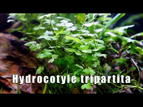 Hydrocotyle Tripartita - MUST HAVE Most Versatile Aquatic Plant?